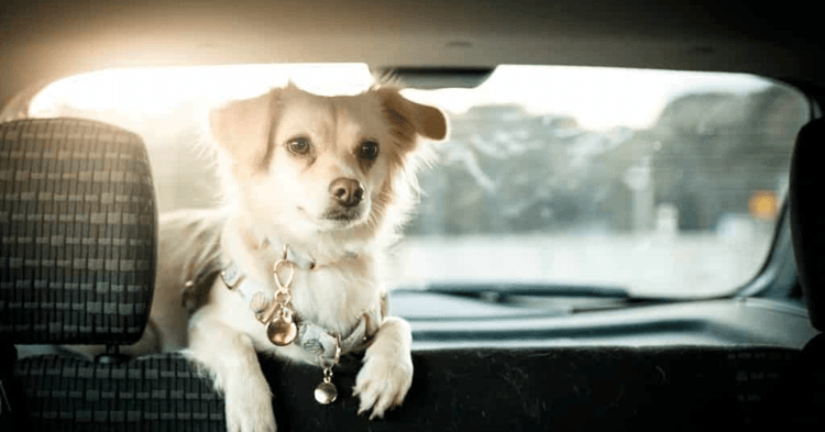 Keeping Your Furry Friends Safe and Comfortable in Your USA Car